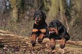 ROTTWEILER 492